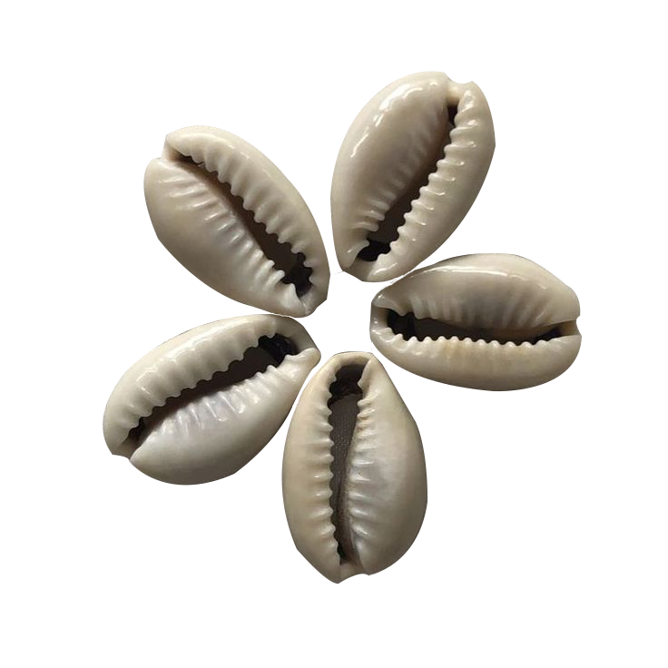 TUTABAALE SHELLS ...